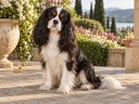 Dog sample